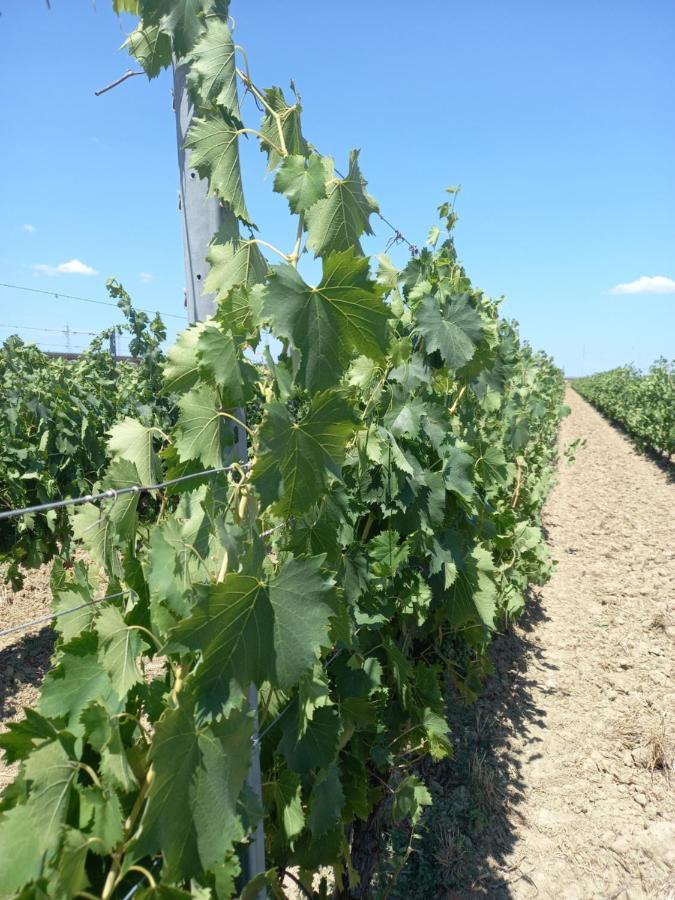 La Quiete Tra Le Vigne Tuscany *
