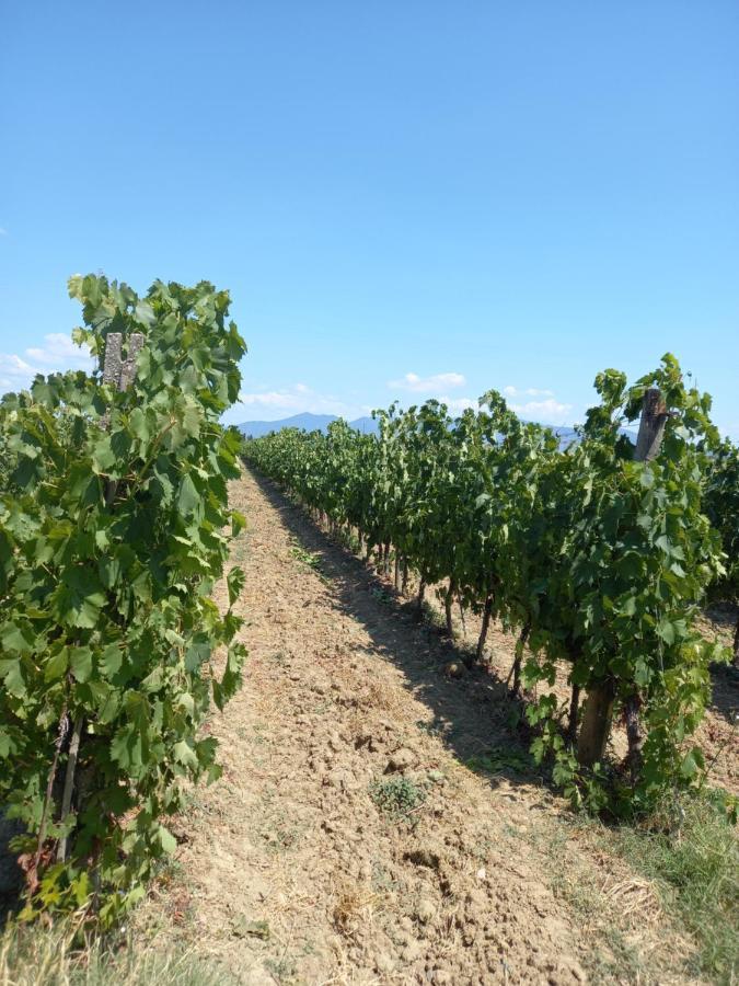 Apartment La Quiete Tra Le Vigne Tuscany *