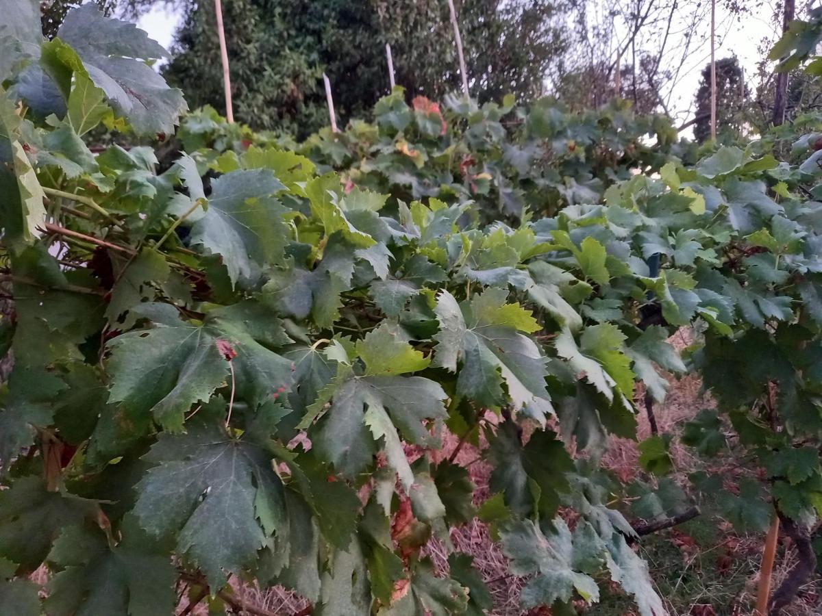 La Quiete Tra Le Vigne Tuscany Apartment