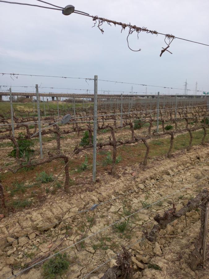 La Quiete Tra Le Vigne Tuscany Apartment Collesalvetti